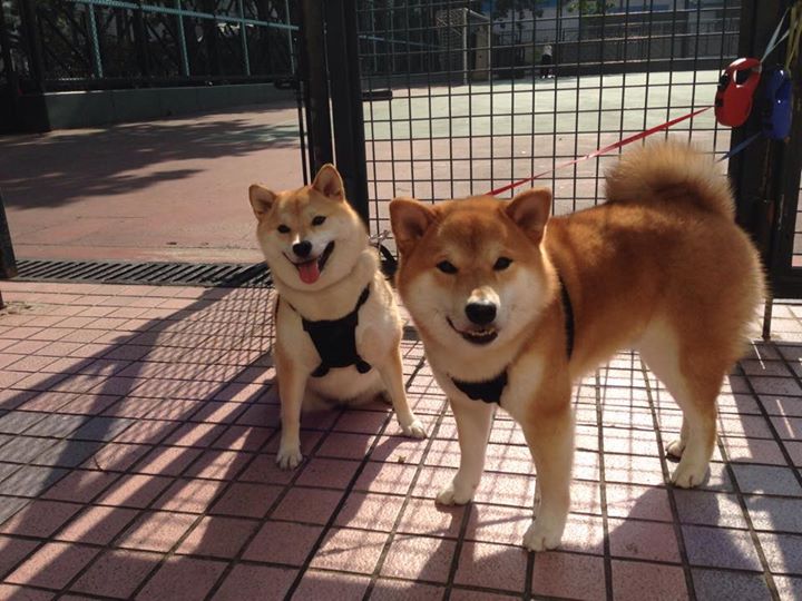 冰火竞速，马克西在篮球场与F1赛道的双重统治